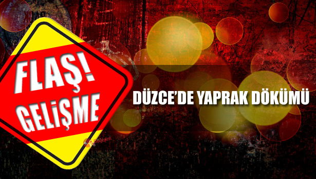 DÜZCE'DE YAPRAK DÖKÜMÜ DEVAM EDİYOR