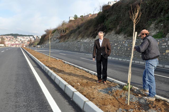 ALAPLI BELEDİYESİ AĞAÇLANDIRIYOR...