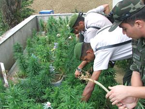 Alaplıda 8 bin kök hint keneviri yakalandı!