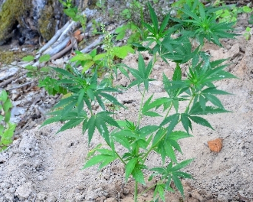 ALAPLIDA UYUŞTURUCU OPERASYONU...