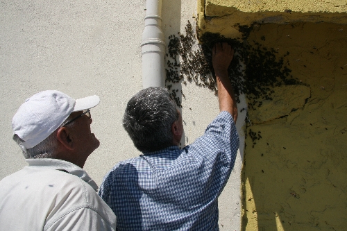 ARILAR ŞEHRİ BASTI..