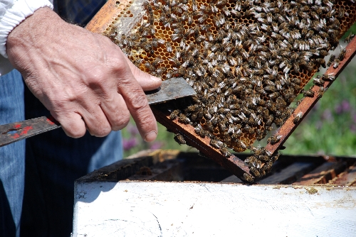 BAKANLIK VE RÜTÜK, BAL REKLAMLARINI DENETİM ALTINA ALDI..