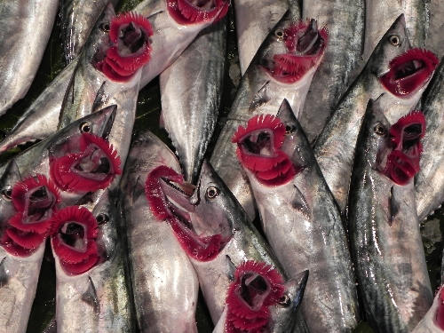 BALIKÇILARIN TEPKİSİ FİYATLARA YANSIDI..