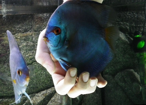 BALIKLARIN YEMİ PROTEİN AĞIRLIKLI..