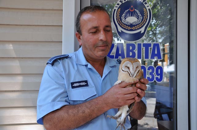 Baykuş, tedavisinin ardından doğaya bırakıldı