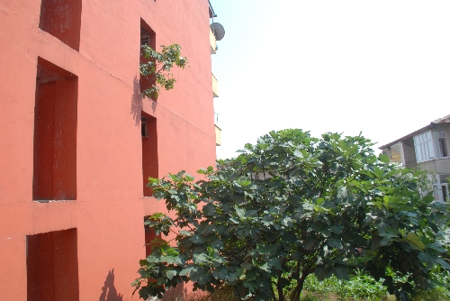 BİNA DUVARINDA ÇIKAN AĞACIN MEYVELERİNİ YİYECEKLER..