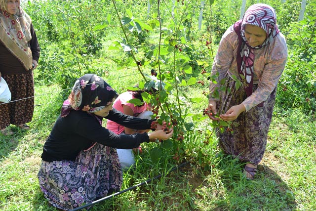 Böğürtlen bahçesi tanıtıldı