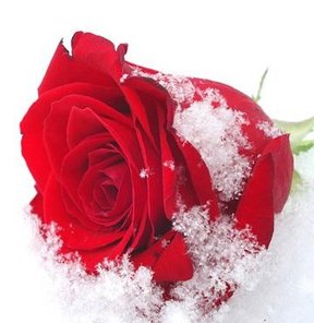 BU YIL SEVGİLİLERİN YÜZÜ GÜLMEYECEK..