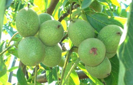 CEVİZ YETİŞTİRİCİLİĞİ KONFERANSINA DAVET...