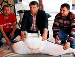 Dev Vatozu ABD Hayalet Uçağı Sandı!