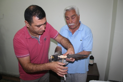 DUYARLI VATANDAŞ KANADI KIRIK ŞAHİNİ TEDAVİ ETTİRDİ..
