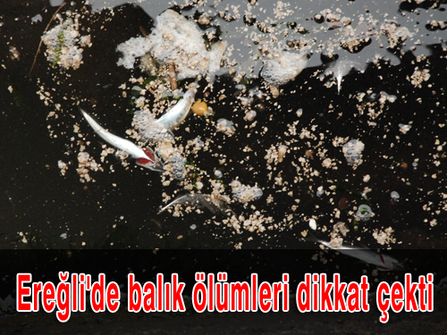 Ereğli de balık ölümleri dikkat çekti