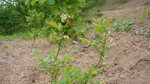 YABAN MERSİNİ YETİŞTİRİCİLİĞİ YAYGINLAŞTIRILACAK..