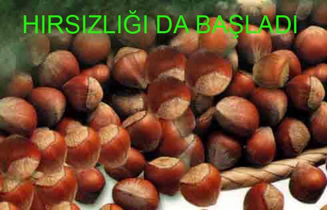 FINDIK FİYATI ARTINCA!