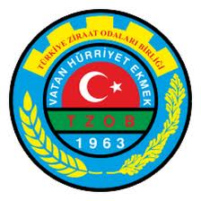 FINDIK FİYATLARI DÜŞTÜ, ÜRETİCİ ZOR DURUMDA..