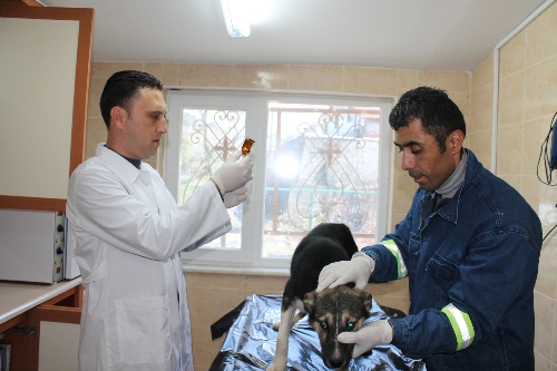 HAYVAN BARINAĞINDA 1 YILDA 3 BİN TIBBİ İŞLEM YAPILDI..