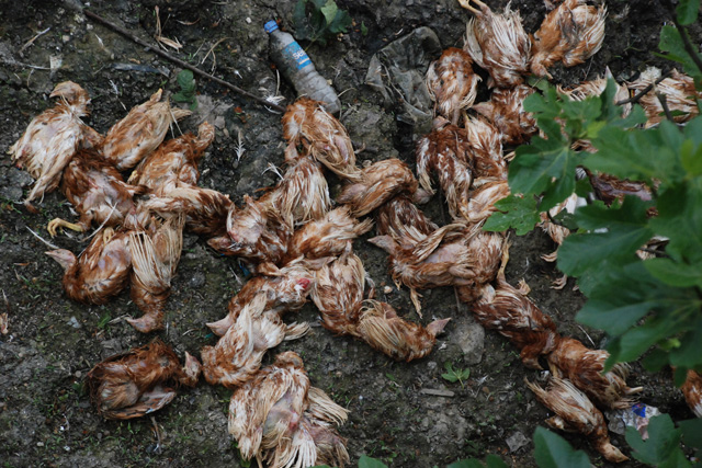 Hayvan ölümleri vatandaşı endişelendiriyor