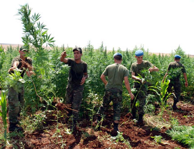 IŞIKLI KÖYÜNDE UYUŞTURUCU OPERASYONU...