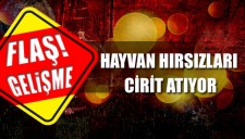 AKÇAKOCADA HAYVAN HIRSIZLARI CİRİT ATIYOR