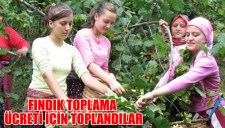 FINDIK TOPLAMA ÜCRETİ İÇİN TOPLANDILAR
