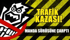 MANDA SÜRÜSÜNE OTOMOBİL ÇARPTI: 2 YARALI