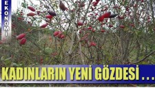 DOĞADA YETİŞEN KUŞBURNU KADINLARIN GEÇİM KAYNAĞI OLDU