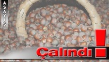 FABRİKADAN 1.5 TON FINDIK ÇALINDI