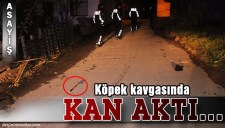 KÖPEK KAVGASI KESERLE DEVAM ETTİ