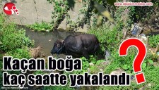 KAÇAN BOĞA KAÇ SAATTE YAKALANDI