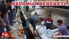 PALAMUT BEREKETİ
