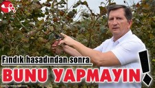 Fındık hasadından sonra bunu yapmayın..