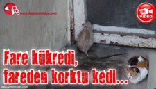 FARE KÜKREDİ, FAREDEN KORKTU KEDİ...