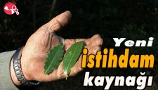 YENİ İSTİHDAM KAYNAĞI : DEFNE