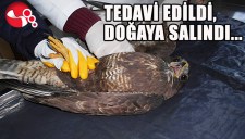 YARALI ŞAHİN TEDAVİ EDİLDİ...
