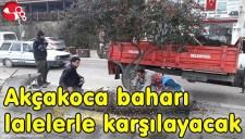 Akçakoca baharı lalelerle karşılayacak