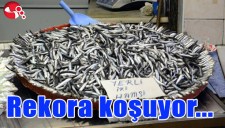 HAMSİ REKORA KOŞUYOR...