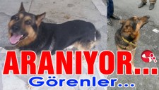 KAYIP KÖPEK LEO ARANIYOR...