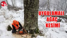 UYGULAMLI AĞAÇ KESİMİ...