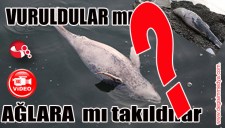 VURULDULAR MI AĞLARA MI TAKILDILAR