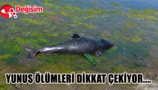 YUNUS ÖLÜMLERİ DİKKAT ÇEKİYOR....