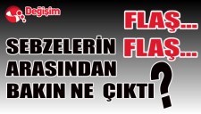 BAHÇEDE 67 KÖK HİNT KENEVİRİ...