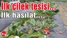 İlk çilek tesisi... İlk hasılat...