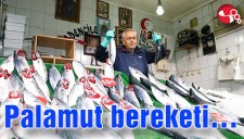 Palamut bereketi...