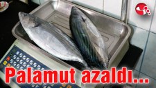 Palamut azaldı...