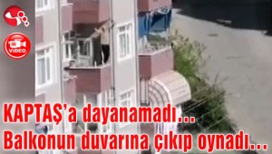 KAPTAŞa dayanamadı… Balkonun duvarına çıkıp oynadı…