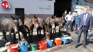 Merdivenli şehrin emektar katırları emekliye ayrıldı