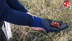 Dağlarda yetişiyor, faydası saymakla bitmiyor