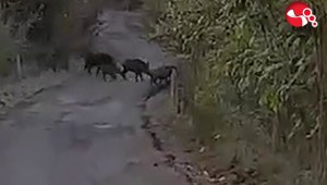 Domuz sürüleri köylere inmeye başladı