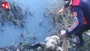 Derede mahsur kaldı...Yardımına İtfaiye ekipleri koştu...