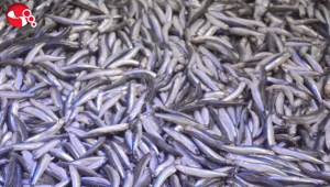 Hamsi avı yasağı uzatıldı…